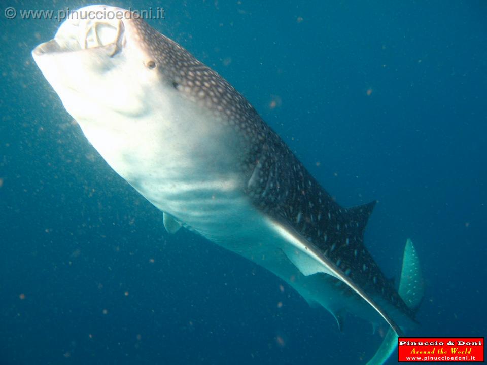 Djibouti - Whale Shark in the Gulf of Aden - 16.jpg